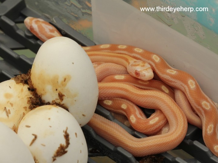 Butter Corn Snakes